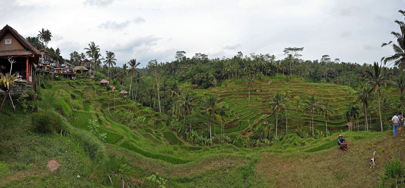 Tegalalang rice terraces near Ubud, Bali