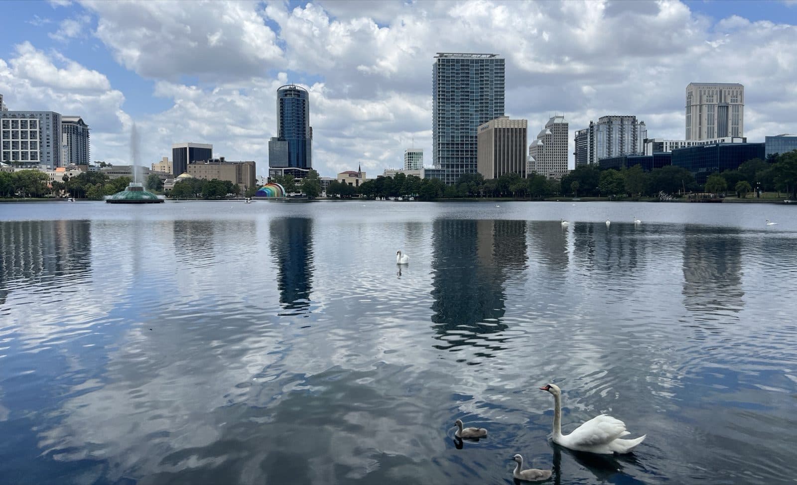 Swans on Lake Eola with the downtown Orlando skyline behind